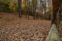 Canadian Forest in Ontario with Woody Plants - 002