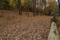 Canadian Forest in Ontario with Woody Plants