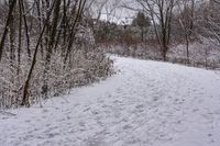 Canadian Forest Road on a Snowy Day