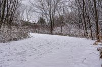 Canadian Forest Road on a Snowy Day