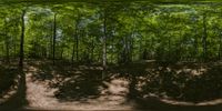 three panels of an image of a forest with sun casting shadows on the ground and trees