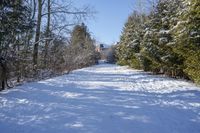 Canadian Forest Road: Snow and Clear Sky