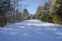 Canadian Forest Road in Snow with Clear Sky