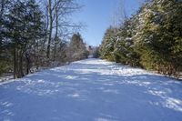 Canadian Forest Road with Snow under Clear Sky