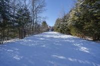 Canadian Forest Road in Snow with Clear Sky 004