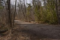 Canadian Forest Road: Traversing the Beauty of Nature