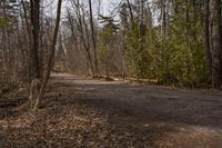 Canadian Forest Road: Traversing the Beauty of Nature