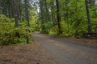 Canadian Forest Road with Tree Line Scenic 001