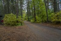 Canadian Forest Road with Tree Line Scenic 002