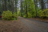 Canadian Forest Road with Tree Line Scenic 003