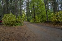 Canadian Forest Road with Tree Line Scenic 003