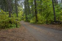 Canadian Forest Road with Tree Line Scenic 004