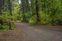 Canadian Forest Road with Tree Line Scenic 005