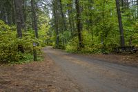 Canadian Forest Road with Tree Line Scenic 006