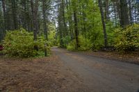 Canadian Forest Road with Tree Line Scenic 007