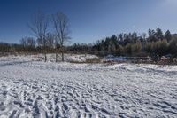 Canadian Forest: Snow Covered Track 001