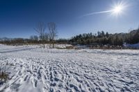 Canadian Forest with Snow Covered Track