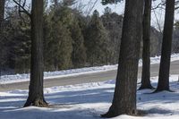 some trees and snow on a snowy road and a sign by the road with a tree in the foreground