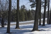 some trees and snow on a snowy road and a sign by the road with a tree in the foreground