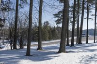 some trees and snow on a snowy road and a sign by the road with a tree in the foreground