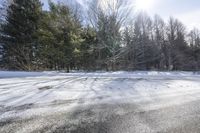 Canadian Forest: Snowy Road Bathed in Sunlight