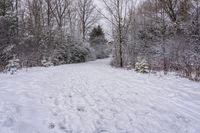 the path between snow covered trees and shrubbery is made of snow and has a long ski trail with two men skiing up it