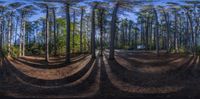 a photograph taken in the lens of an outside area of trees that have been turned into a spiral formation