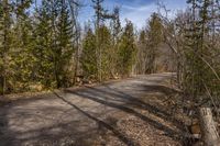 a forest road that has fallen trees and no cars on it with some leaves scattered on the ground