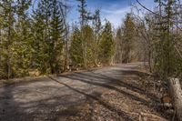 a forest road that has fallen trees and no cars on it with some leaves scattered on the ground