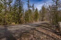 a forest road that has fallen trees and no cars on it with some leaves scattered on the ground