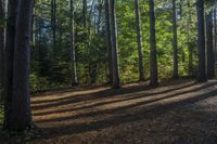 Canadian Forest: A Tree's Shadow in the Daylight