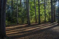 Canadian Forest: A Tree's Shadow in the Daylight