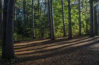 Canadian Forest: Vegetation and Landscape