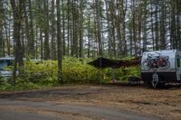 Canadian Forest: A Blend of Water and Grass