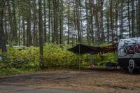 Canadian Forest: A Blend of Water and Grass