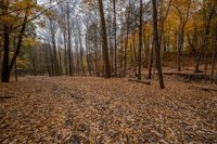 a forest filled with lots of trees and yellow leaves laying on the ground overflowed