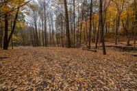 a forest filled with lots of trees and yellow leaves laying on the ground overflowed