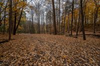 a forest filled with lots of trees and yellow leaves laying on the ground overflowed