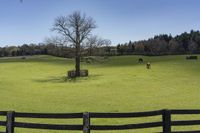 horses are standing in an open pasture by the tree in front of them is a black fence