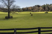 horses are standing in an open pasture by the tree in front of them is a black fence