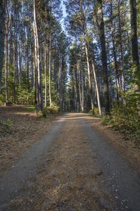 there is a road in the middle of the forest where people have traveled it is dirt roads with trees on both sides and gravel driveways