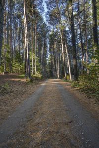 there is a road in the middle of the forest where people have traveled it is dirt roads with trees on both sides and gravel driveways