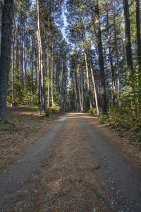 there is a road in the middle of the forest where people have traveled it is dirt roads with trees on both sides and gravel driveways