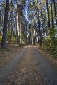 there is a road in the middle of the forest where people have traveled it is dirt roads with trees on both sides and gravel driveways