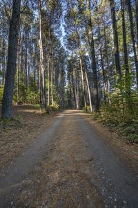 there is a road in the middle of the forest where people have traveled it is dirt roads with trees on both sides and gravel driveways