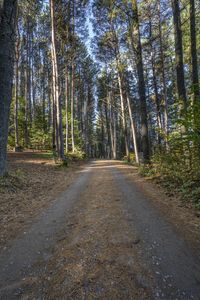 there is a road in the middle of the forest where people have traveled it is dirt roads with trees on both sides and gravel driveways