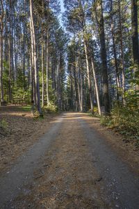 there is a road in the middle of the forest where people have traveled it is dirt roads with trees on both sides and gravel driveways