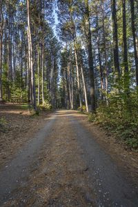 there is a road in the middle of the forest where people have traveled it is dirt roads with trees on both sides and gravel driveways