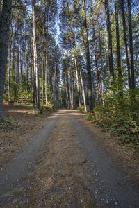 there is a road in the middle of the forest where people have traveled it is dirt roads with trees on both sides and gravel driveways