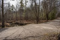 a dirt road with a forest near it and some trees on the side of it